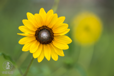 Common Sunflower 4 Common sunflower (Helianthus annuus) under diffuse light of cloudy day.