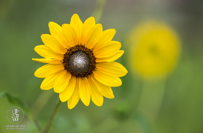 Common sunflower (Helianthus annuus) under diffuse light of cloudy day.