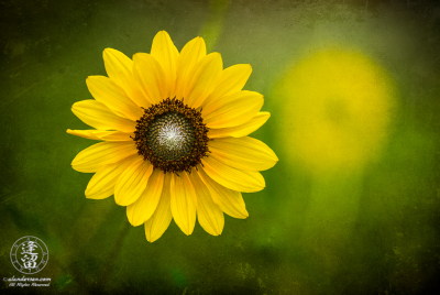 Common Sunflower 4 Textured Common Sunflower (Helianthus annuus) under diffuse light on textured layer.