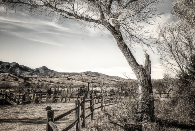Cottonwood And Fence Toned Old Cottonwood tree within the Main Pond fence enclosure.