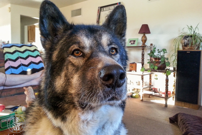 The "I Want Something" Look Hachi giving us the "I want something" look