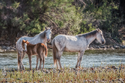 Wild Horse Mother And Foal Brown foal, several weeks old, standing by its mother.