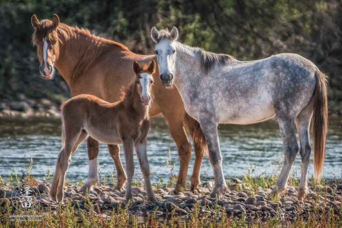 Female wild horses and young brown foal standing alertly.