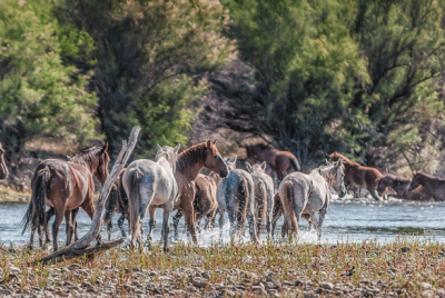 Gathering Of Wild Horses Two bands of wild horses congregating at river.