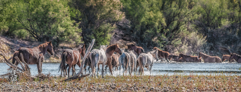 Two bands of wild horses congregating at river.