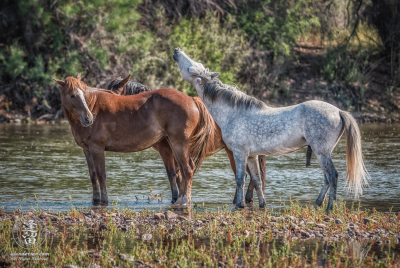 Wild Horse Courtship White stallion lifts his head to whinny at an unresponsive chestnut mare.