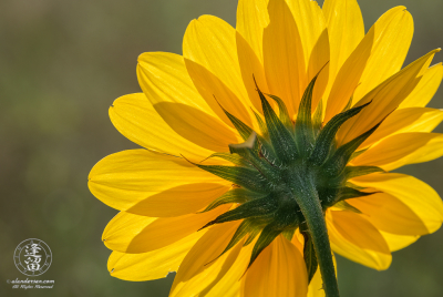 Back-lit Sunflower A backlit Common Sunflower (Helianthus annuus).