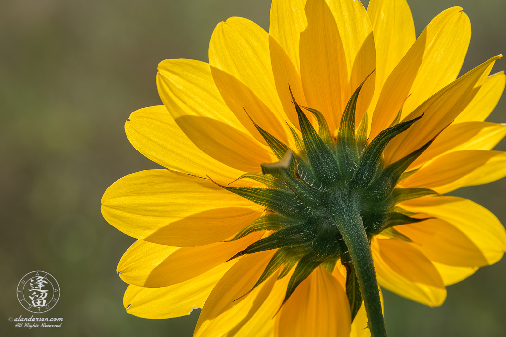 A backlit Common Sunflower (Helianthus annuus).