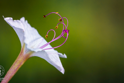 Sweet Four O'Clock Flower 2 Sweet Four O'Clock (Mirabilis longiflora) flower against soft green background.