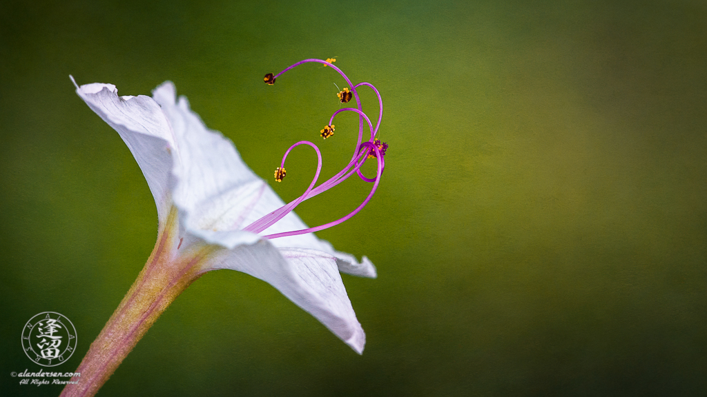 Sweet Four O'Clock (Mirabilis longiflora) flower against soft green textured background.