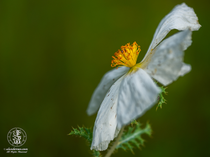 A close up side-view of a prickly poppy (Argemone pleiacantha) in its final days.