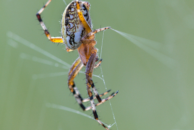 Orb Weaver Orb weaver spider hanging upside down in her web.