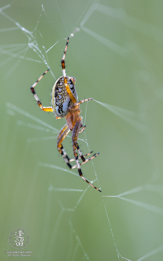 Orb weaver spider hanging upside down in her web.