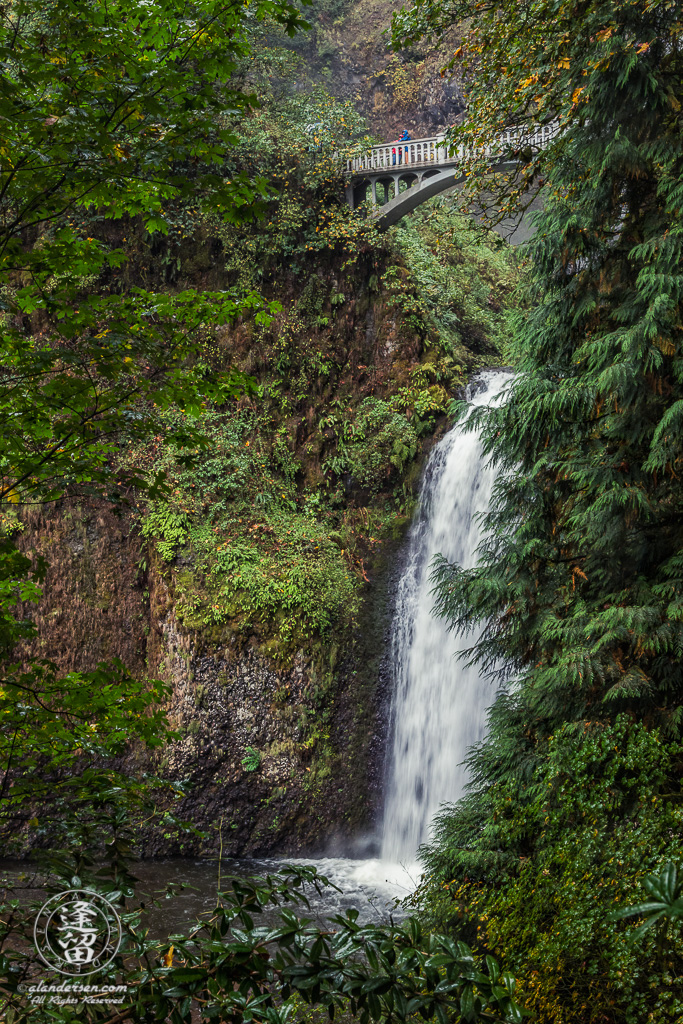 A side view of the lower cascade at Oregon's Multnomah Falls on a wet rainy day, framed by evergreen and deciduous trees and the span of Benson Bridge.