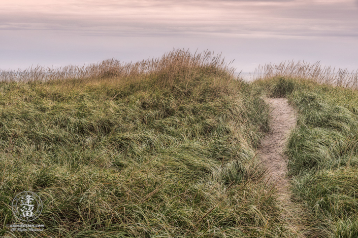 Sandy path winding its way through tall green dune grasses to shoreline at Del Rey Beach State Recreation Site in Warrenton, Oregon.