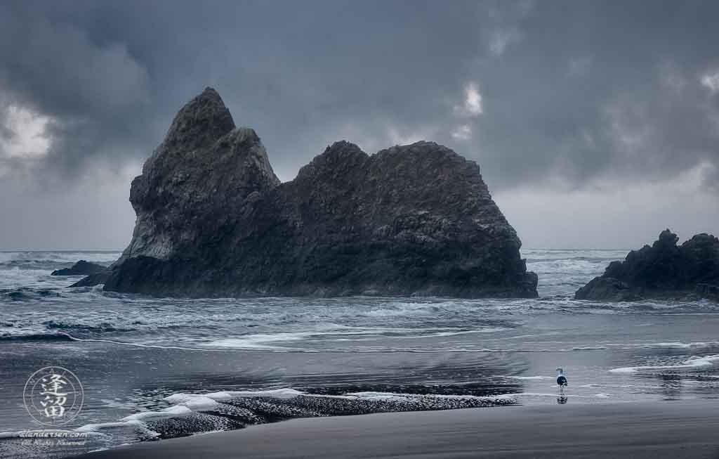 A Seagull standing on the beach before Lion Rock during a gray dreary morning at Arcadia Beach State Recreation Site, Oregon.