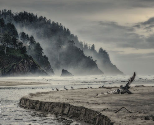 Waer channel cuts through sandbar lined with seagulls before misty hills at Proposal Rock in Neskowin.