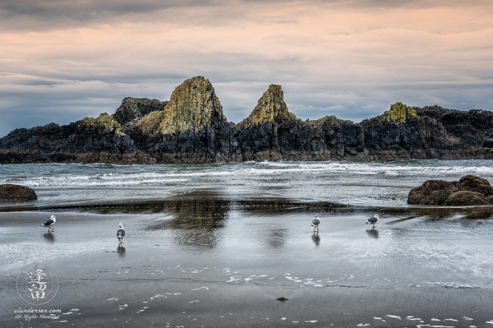 Seagulls walking along beach on cloudy morning before jagged rock formations at Seal Rock State Wayside, Oregon.