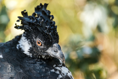 Yellow-knobbed Curassow 11 Portrait of a female Yellow-knobbed Currasow (Crax daubentoni) bird.