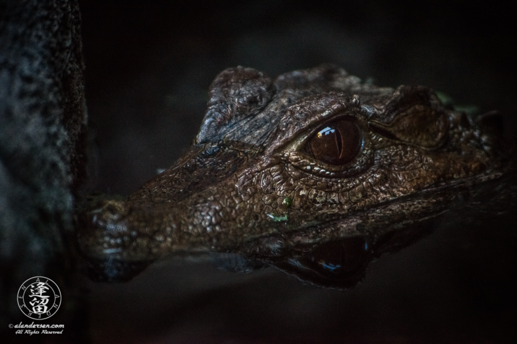 Cuvier's Dwarf Caiman (Paleosuchus palpebrosus) crocodile lurking in the shadows.