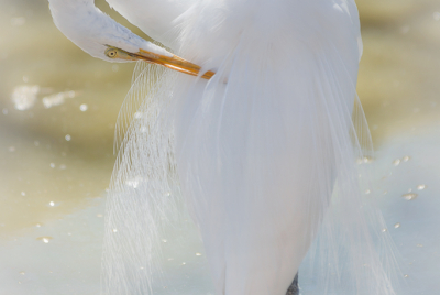 Great Egret Preening Itself White egret (Ardea alba) standing in pond preening itself.