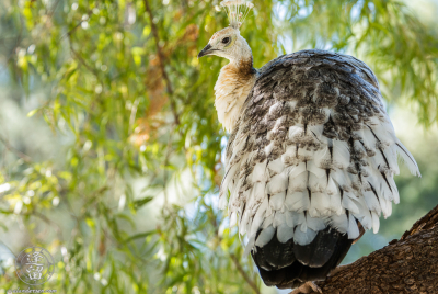 Leucistic Indian Peahen Leucistic Indian Peahen (Pavo cristatus) perched in tree at Reid Park Zoo in Tucson, Arizona.