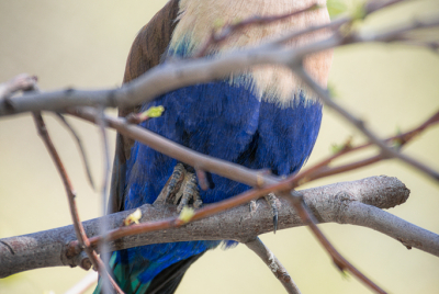 Blue-Bellied Roller Blue-bellied Roller (Coracias cyanogaster) bird perched high in a tree.