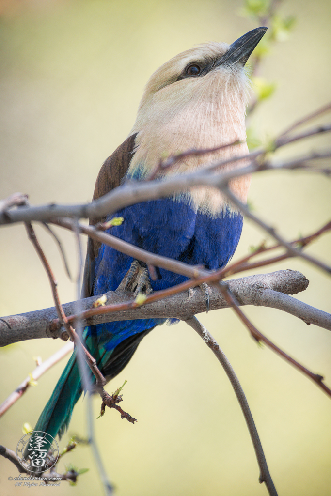 Blue-bellied Roller (Coracias cyanogaster) bird perched high in a tree.