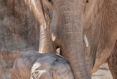 Baby African Elephant Wanting Affection Nandi the baby African Elephant (Loxodonta africana) asks for affection from a herd adult.