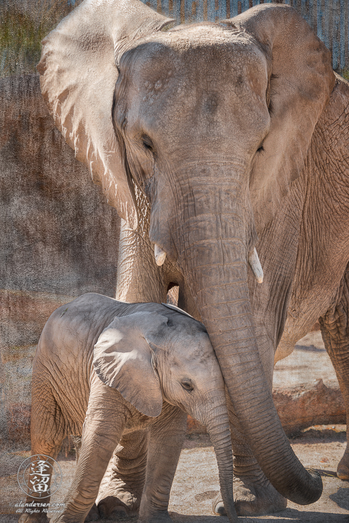 Nandi the baby African Elephant (Loxodonta africana) asks for affection from a herd adult.