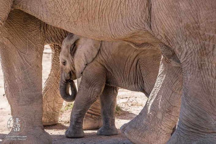 5-month old African Elephant (Loxodonta africana) Nandi between her mothers legs.