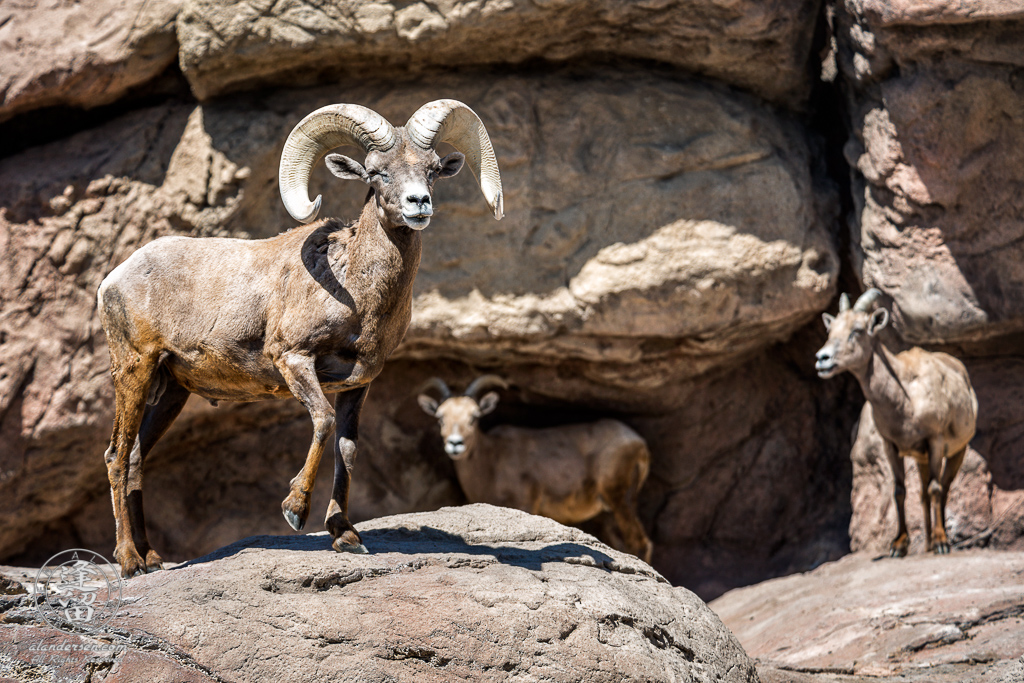 A Bighorn Sheep (Ovis canadensis) ram standing over his harem of ewes.
