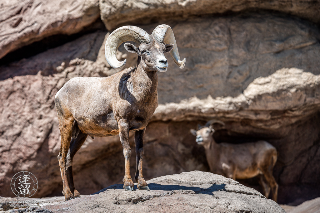 A Bighorn Sheep (Ovis canadensis) ram standing over his harem of ewes.