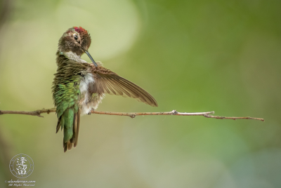 Anna's Hummingbird Grooming Itself Anna's Hummingbird (Calypte anna) sitting on branch and grooming itself.