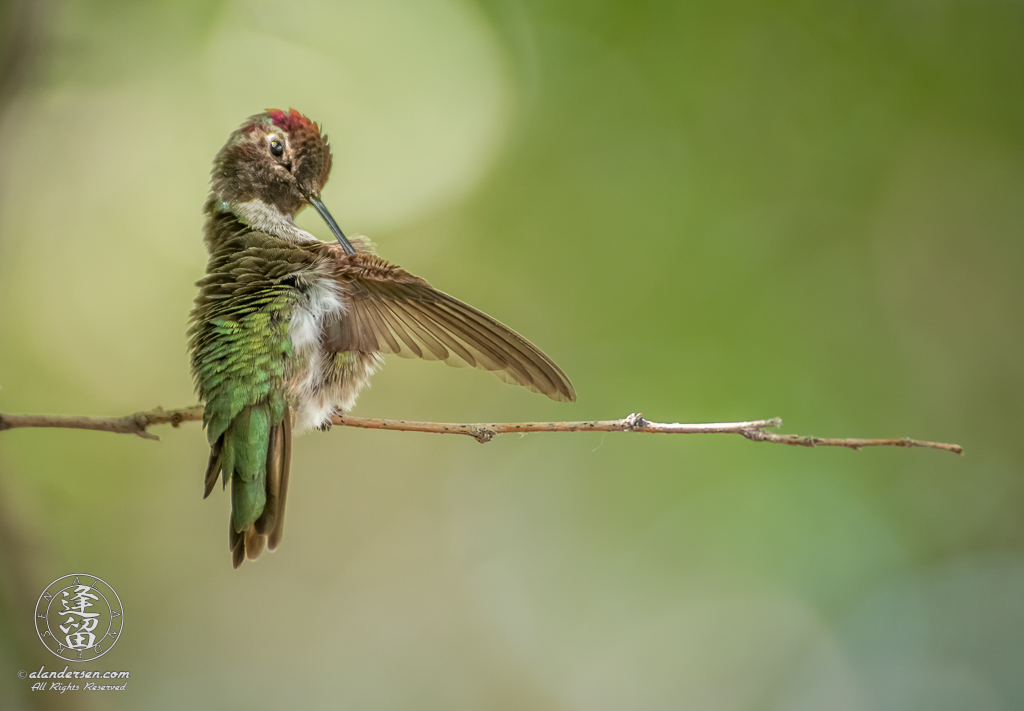 Anna's Hummingbird (Calypte anna) sitting on branch and grooming itself.