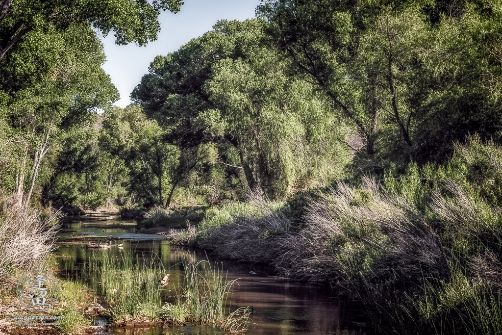 Morning sunlight bathes Cottonwoods and Willows on San Pedro River near Charleston, Arizona.