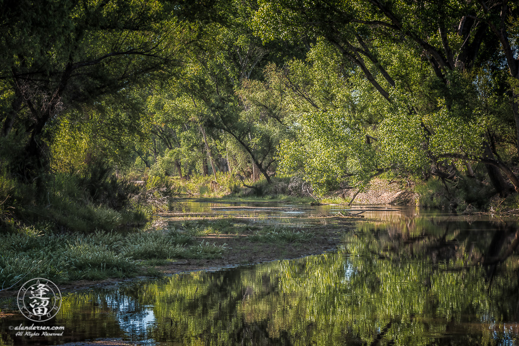 Morning sunlight bathes Cottonwoods and Willows on San Pedro River near Charleston, Arizona.