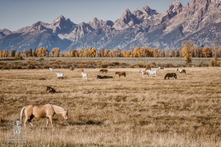 Sleepy horses starting to wake up in their pasture before the Grand Teton mountains in Wyoming.