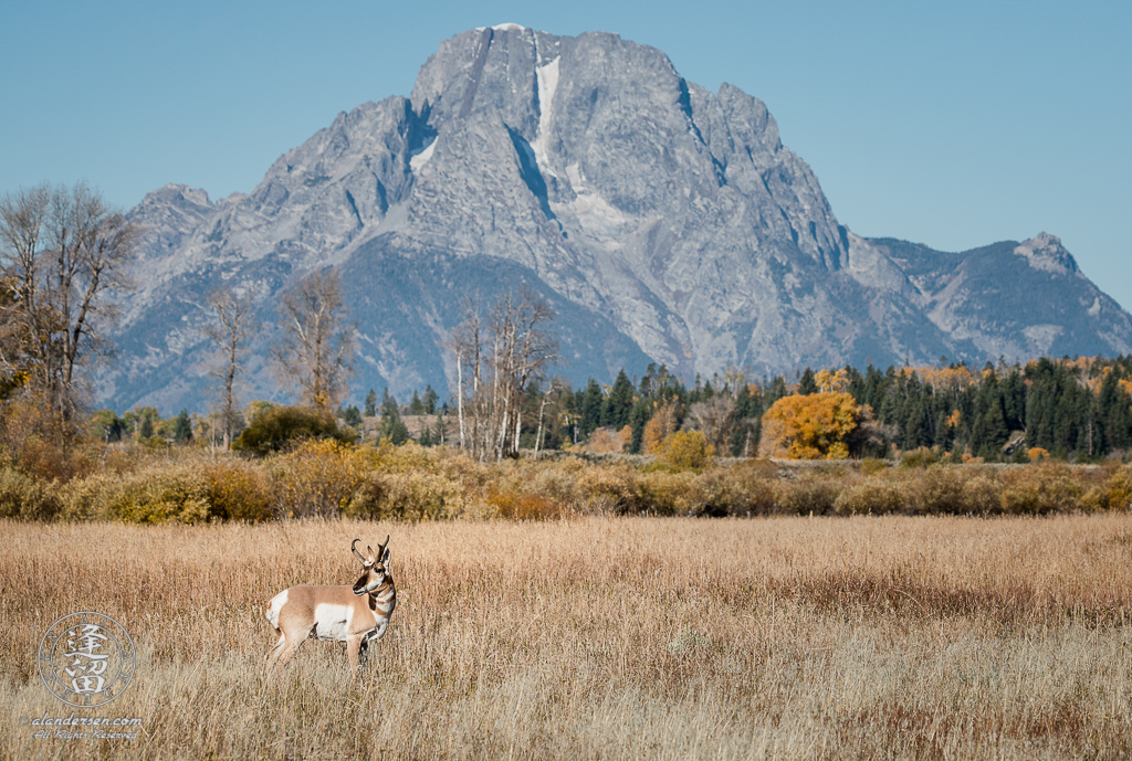 Adult North American Pronghorn (Antilocapra americana) male standing in Autumn meadow before Mount Moran in Grand Teton National Park.