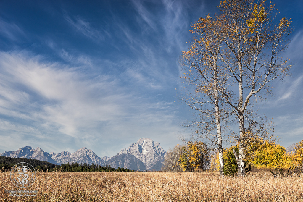 Tall tree, covered with Autumnal gold leaves, in field before Mount Moran in Wyoming's Grand Teton National Park.