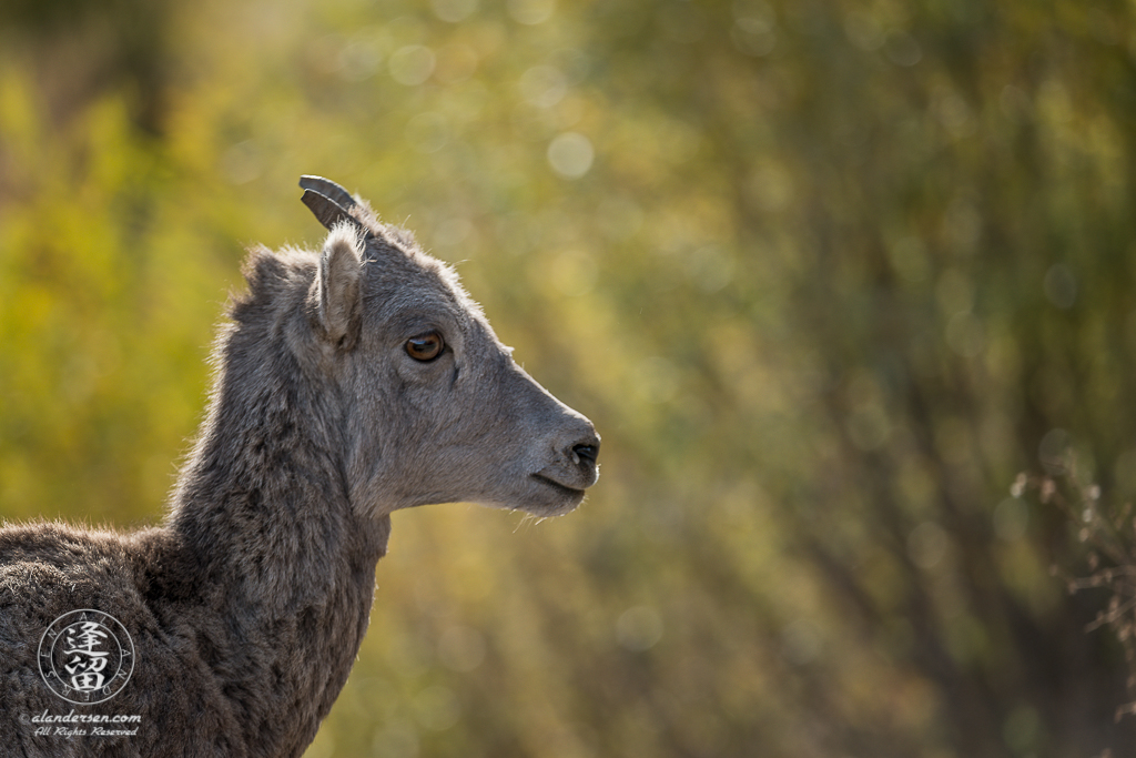 Portrait of young Bighorn Sheep (Ovis canadensis) in Yellowstone National Park, Wyoming.