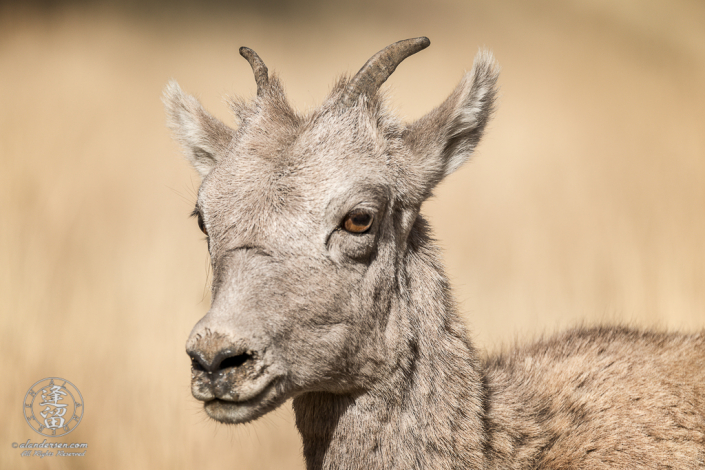 A member of a herd of Bighorn Sheep (Ovis canadensis) that frequented the area between Phantom Lake and Geode Creek in Yellowstone National Park, Wyoming.