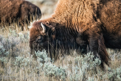 Bison Grazing A close-up of large bull Bison (Bison bison) grazing on hillside.