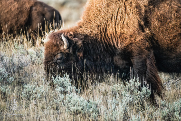 A close-up of large bull Bison (Bison bison) grazing on hillside.