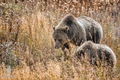 Grizzly Bear Mother And Cub Foraging Grizzly Bear (Ursus arctos horribilis) mother teaching young cub how to forage in meadow at Yellowstone National Park.
