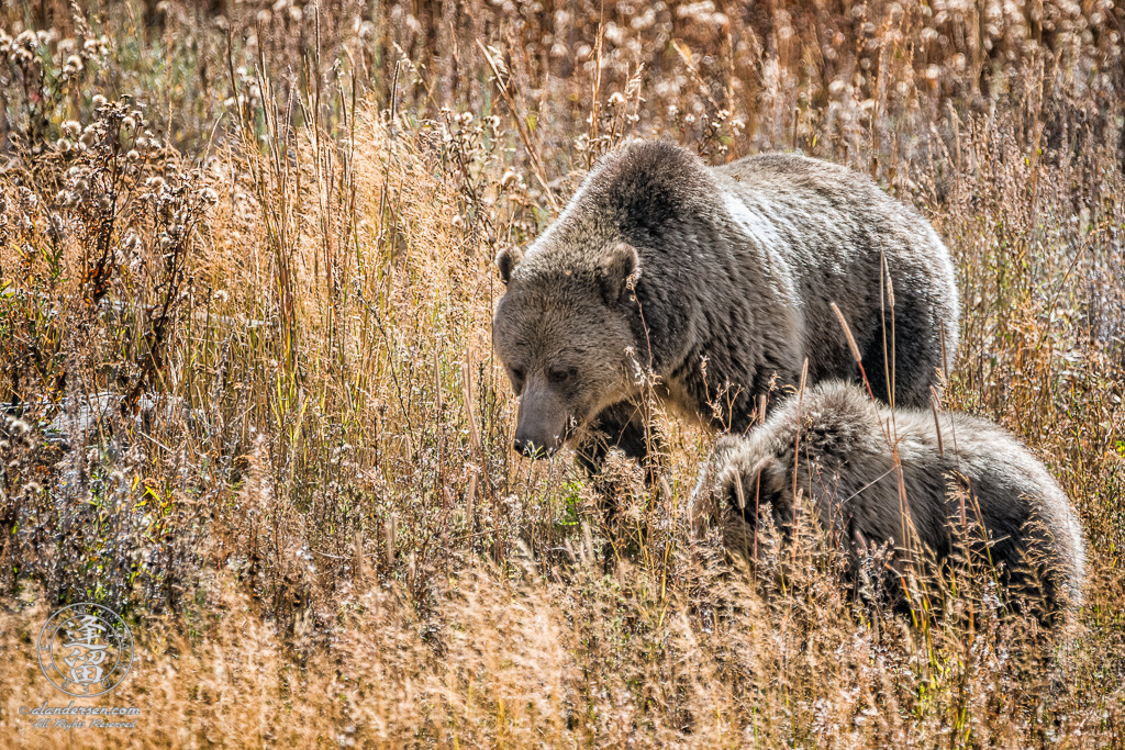 A Grizzly Bear (Ursus arctos horribilis) mother teaching her young cub how to forage in a meadow near Steamboat Point by the shores of Yellowstone Lake in Yellowstone National Park.