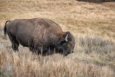 Bison Grazing In Meadow Bison grazing in meadow in Yellowstone National Park, Wyoming.