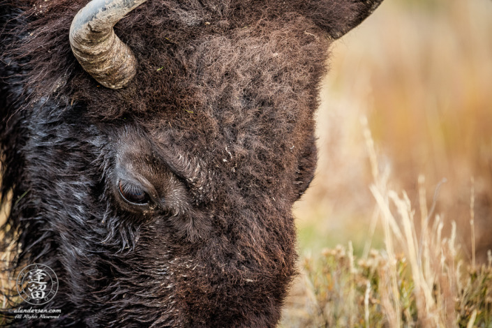 A close-up image of a large bull Bison (Bison bison) grazing in a meadow.