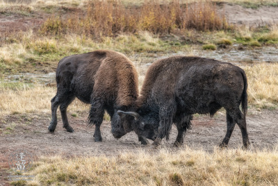Bison Bulls Practice Sparing Two young Bison (Bison bison) bulls sparring in a meadow in Yellowstone National Park.