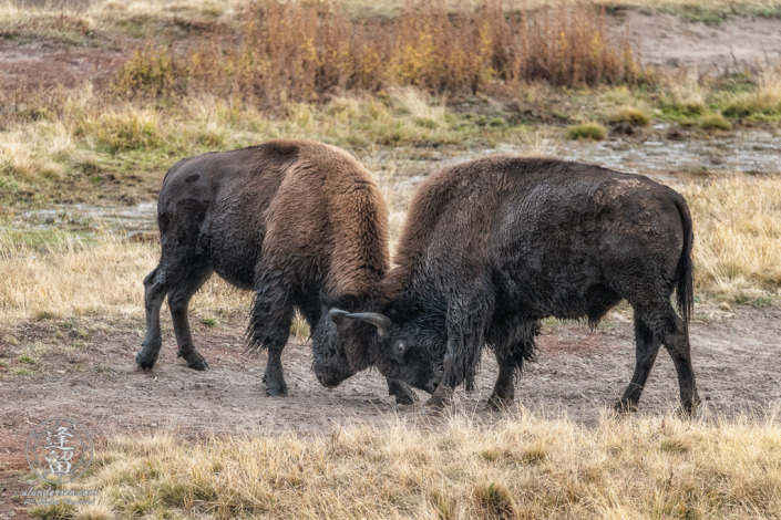 Two young Bison (Bison bison) bulls sparring in a meadow in Yellowstone National Park.
